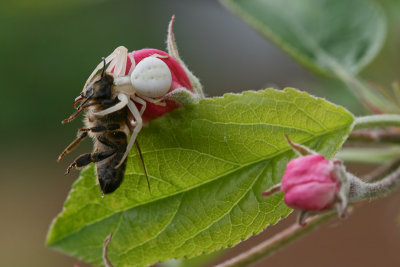 Thomise capturant une abeille