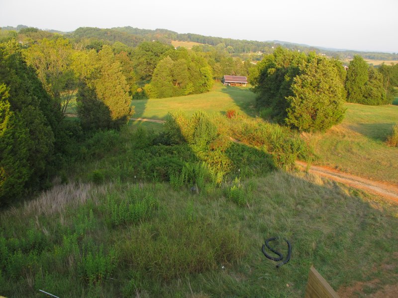 This is the blackberry patch