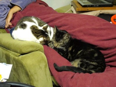 Sigmund and Tristan share nicely too.