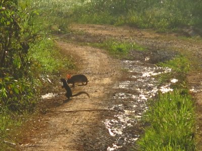Although judging by this photo, maybe it's Mrs. Rabbit instead, 30-JUL-2011