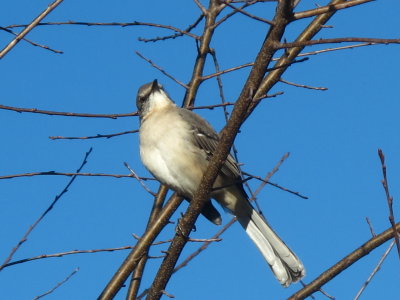 18-NOV-2011  Not sure....  is this a chickadee?