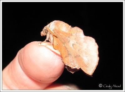 Lappet Moth (Phyllodesma americana)