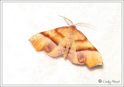 g4/75/7975/3/59647181.moth3.jpg