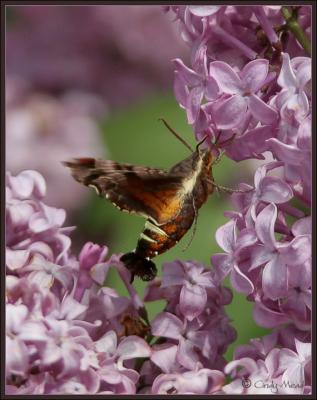 nessus sphinx moth at lilacs