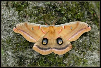 polyphemus moth (Antheraea polyphemus)