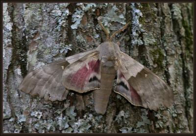poplar sphinx moth (with bent underwing)