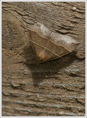 maple looper moth (Parallelia bistriaris)