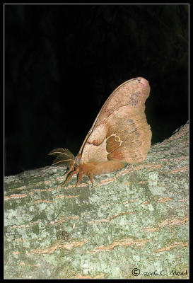 polyphemus moth (Antheraea polyphemus) dorsal view
