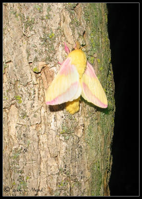 rosy maple moth (Dryocampa rubicunda)