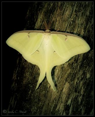 luna moth (Actias luna)