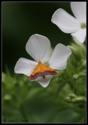 Pyrausta bicoloralis moth
