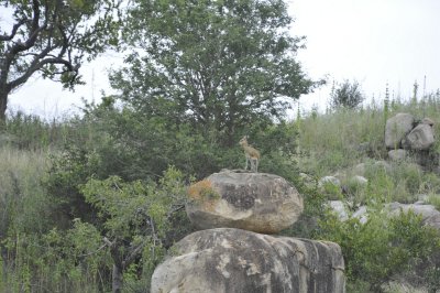 Klipspringer (on the rock)
