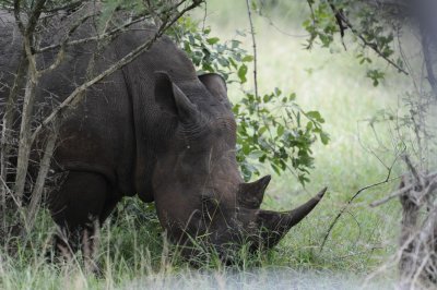 White Rhino grazing