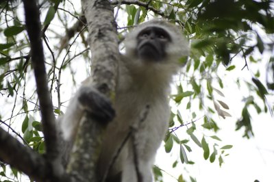 Vervet Monkey