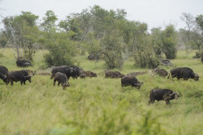 Cape Buffalo