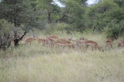 Kruger_RZ0360.jpg