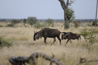 Mother and child wildebeast