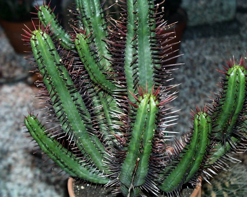 <strong>Cactus</strong>