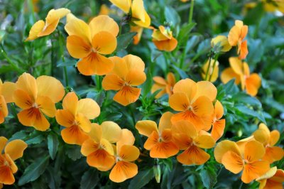 Penses / Pansies