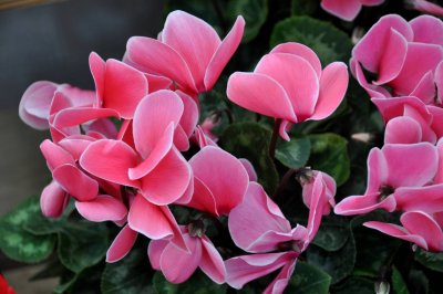 Cyclamens