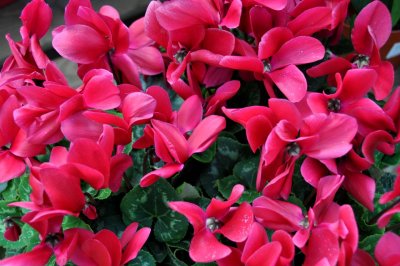 Cyclamens