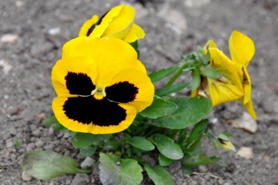 Penses / Pansies