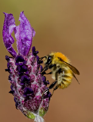 Lavender and Bee