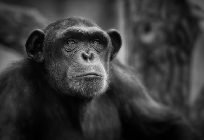 chimp-02.jpg