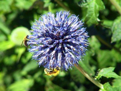 Monticello Bees