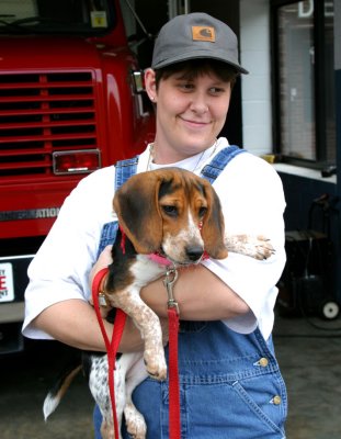 Daisy the Firestation Beagle - Maggie Valley NC