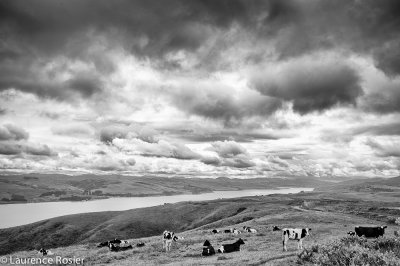 Tomales Bay
