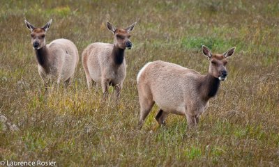 Tule Elk