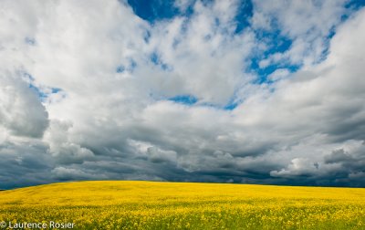 Canola Field
