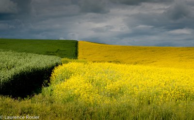 Canola and Wheat Fields