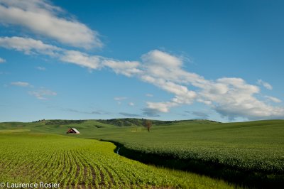 Palouse Barn