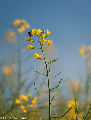 Canola Blossom