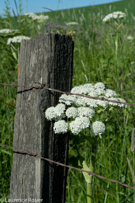 Cow Parsnip