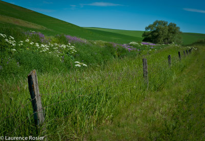 Cow Parsnip and Phlox