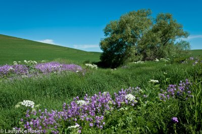 Cow Parsnip and Phlox