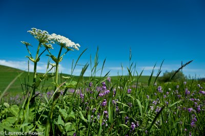 Cow Parsnip and Phlox