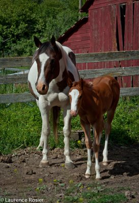 Dam and Colt