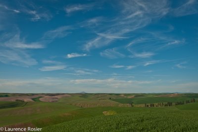 Palouse Fields
