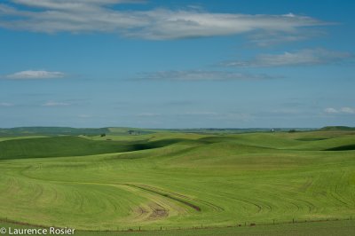 Palouse Fields
