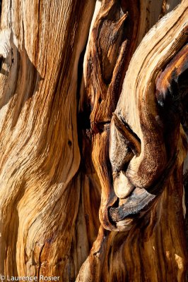 Bristlecone Pines