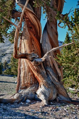 Bristlecone Pines