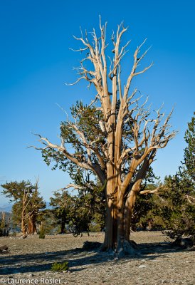 Bristlecone Pines