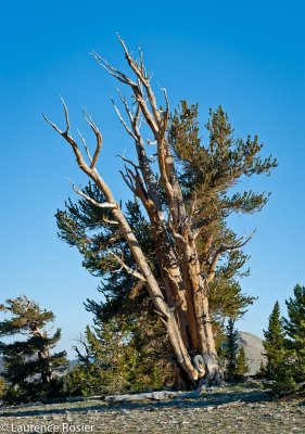 Bristlecone Pines