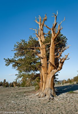 Bristlecone Pines