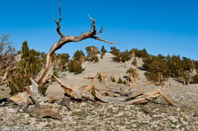 Bristlecone Pines