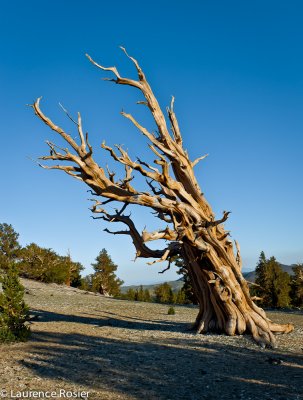 Bristlecone Pines